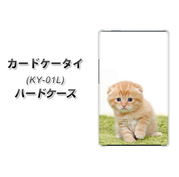docomo カードケータイ KY-01 高画質仕上げ 背面印刷 ハードケース【VA802 ネコこっそり】