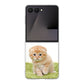 Galaxy Z Flip7 SM-F766Z SoftBank 高画質仕上げ 背面印刷 ハードケース 【VA802 ネコこっそり】
