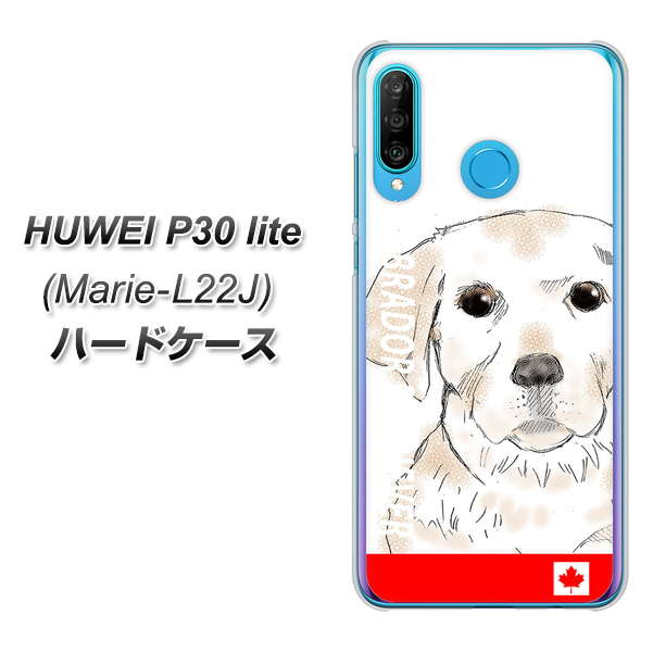 simフリー HUAWEI（ファーウェイ） P30 lite Marie-L22J 高画質仕上げ 背面印刷 ハードケース【YD821 ラブラドールレトリバー02】